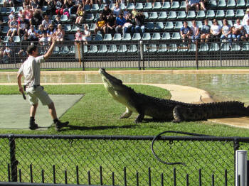 croc show