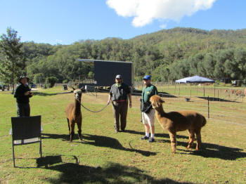 Alpacas