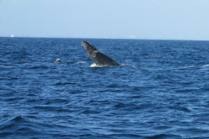 Whale watching