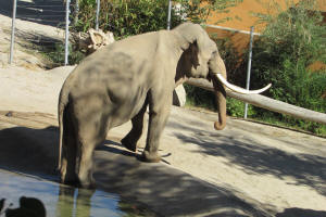 Elephant L.A. Zoo