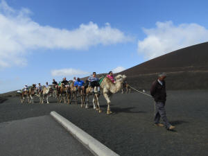 Camel Ride