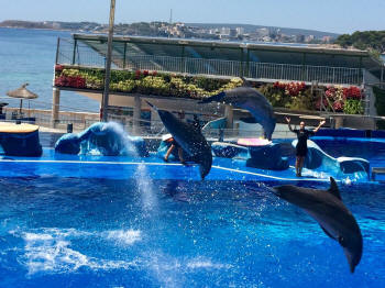 Dolphin Show