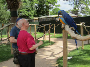 Macaw