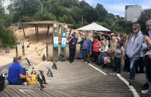 Feeding the penguins