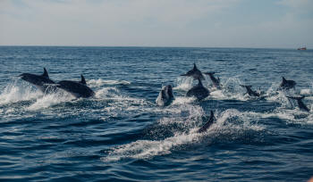 dolphins