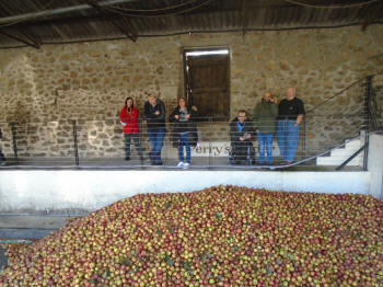 the apples at the cider farm