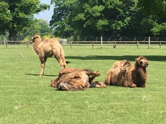 Farms & Zoos holiday