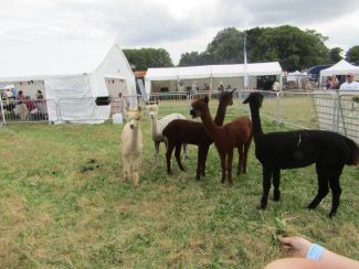 Cotswold Show and Drive a Train 2019