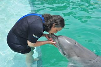 Florida 2015 - Swimming with dolphins